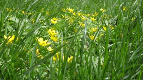黄花在草地上 在多汁的草地上摇曳着 在风中摇曳着 最初的鸟鸣声和遥远的河流 — 图库视频影像
