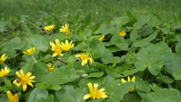 Gelbe Blüten Der Sumpfdotterblume Sind Einem Sumpfigen Flachland Erblüht Detailliertes — Stockvideo