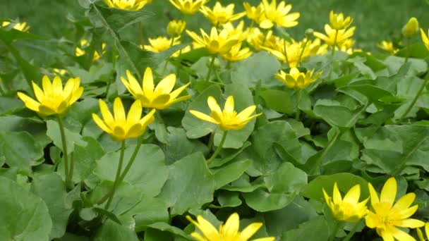 Pequeñas Flores Amarillas Caléndula Pantano Temblando Fuerte Viento Antes Lluvia — Vídeos de Stock
