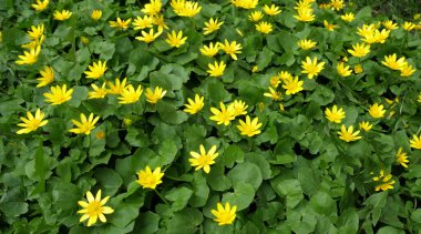 Parlak Marigold Bataklığı Marigold Açı Görünümü Kapanış Fotoğrafı 