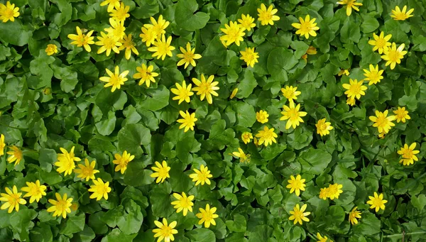 Yellow Flowers Of Marsh Marigold Top View Textured Background