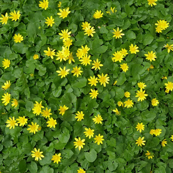 Pattern Of Flowering Yellow Marsh Marigold Top View Square Stock Photo