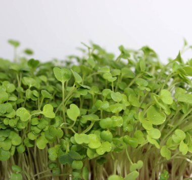 Kapanan Meydan Fotoğrafı 'ndan sonra yaprakları dökülen Arugula Mikro Yeşillikleri