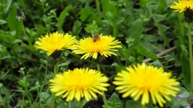 Polenle kaplı kahverengi bir arı, 4K çözünürlüklü sarı bir çiçekte nektar toplar.