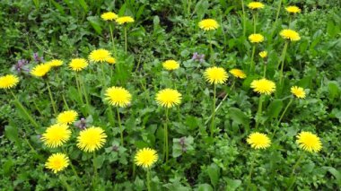 Yeşil Çayırdaki Çiçekli Karahindibalar Hafif Rüzgâr Altında Salınır 4K Video