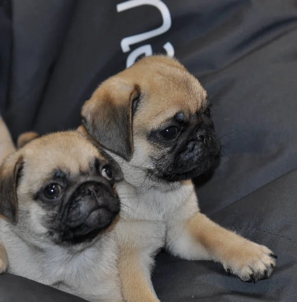 Twee Pug Puppies Een Zacht Zwart Kussen Met Een Slaperige — Stockfoto