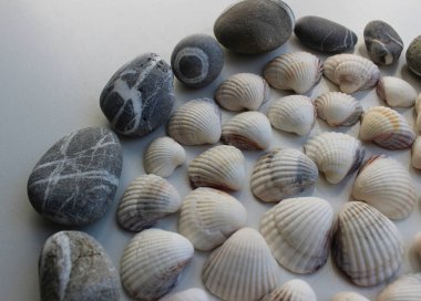 Dekorasyon malzemesi konsepti. Pürüzsüz deniz taşları ve beyaz kabuklar daire içine serilmiştir.