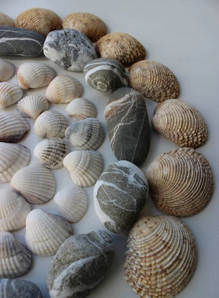 Часть Круглого Узора Различных Раковин Морских Камней Изолированных Белом — стоковое фото