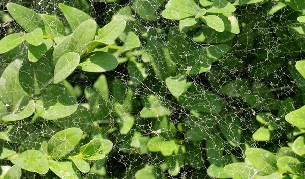 灌木的分枝 完全被蜘蛛网覆盖 — 图库照片
