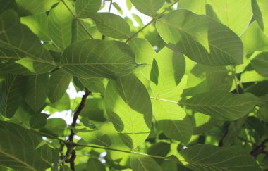 Güneş ışığı, arka plan için ceviz ağacı fotoğrafının yapraklarını kırıyor.