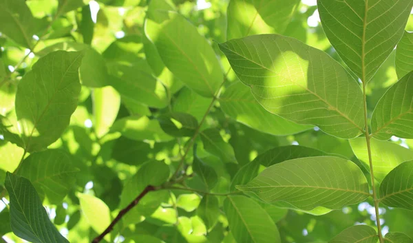 Яскравий Приклад Зеленого Листя Горіхового Дерева — стокове фото
