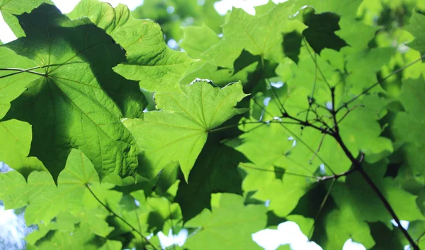Розмита Гілка Кленового Дерева Зеленим Листям Світить Крізь Сонячне Світло — стокове фото
