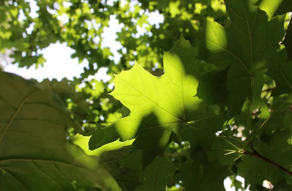 阳光照射下枫树绿叶的美丽形态 — 图库照片