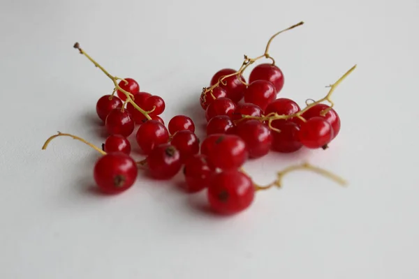Ganze Beeren Von Roten Johannisbeeren Auf Einem Dünnen Zweig Studio — Stockfoto