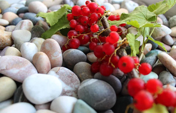 Ciorchini Fructe Padure Coapte Coacăze Roșii Ramură Frunze Proaspete Pietre — Fotografie, imagine de stoc