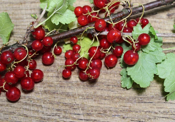 Branch Redcurrant Green Leaves Juicy Berries Chopping Board Detailed Stock — Stock Photo, Image
