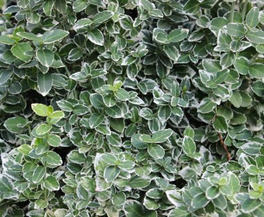 Çalı dalları dokusu arka planında küçük yapraklar 