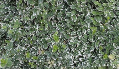 Yeşil çit bitkilerinin desenleri arka planlar için detaylı stok fotoğrafı 