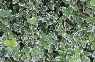 Yeşil dokunun farklı tonlarında küçük yapraklar