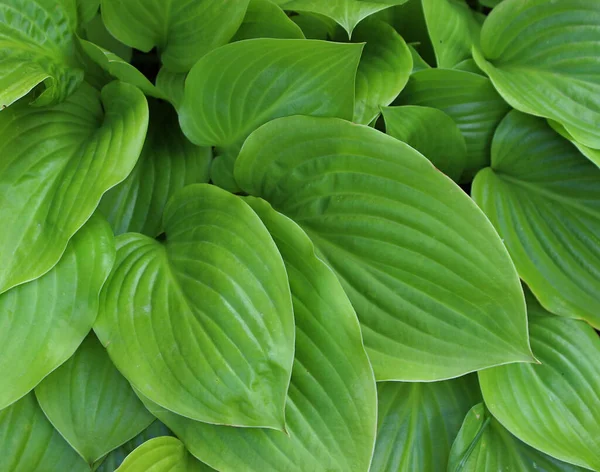 stock image Green Broad Leaves Of Jungle Plant Texture Background