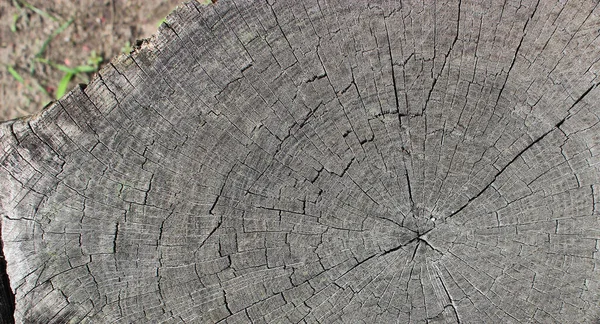 Pattern Annual Rings Cut Tree Trunk — Stock Photo, Image