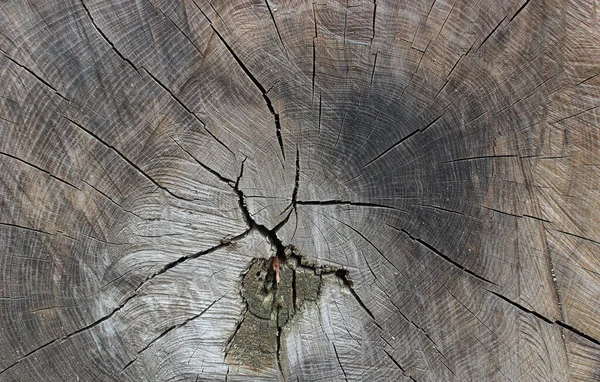 Növekedési Gyűrűk Repedések Egy Régi Tölgyfa Rönk Textúra Háttér — Stock Fotó