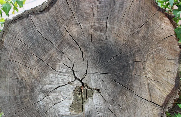 Cut Trunk Oak Tree Closeup Stock Photo — Stock Photo, Image
