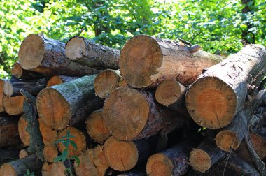 Heap Pine Tree Kerestesi Isınma Sezonundan önce Yığıldı