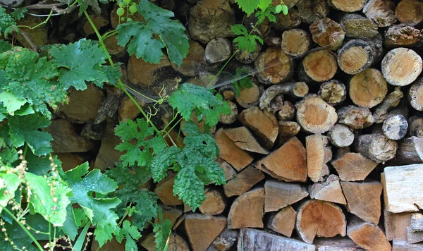 Spinnweben Auf Gehacktem Holz Gespeichert Unter Traubenblättern Textur Hintergrund — Stockfoto