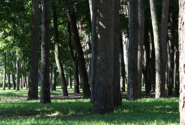 Güneş ışınları, bir yaz günü karışık bir ormanın yoğun yapraklarını yarıp geçer.