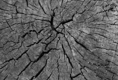 Arkaplan için kesilmiş kütük fotoğrafının soyut şablonu 