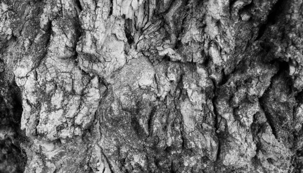 Schwarze Textur Der Flammen Verbrannten Rinde Eines Baumes Detailliertes Archivfoto — Stockfoto