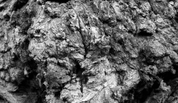 Padrão Abstrato Tronco Árvore Queimado Após Uma Visão Close Fogo — Fotografia de Stock