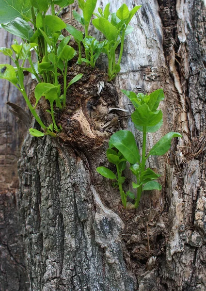 Young Twigs Green Leaves Poplar Tree Trunk — Stock Photo, Image