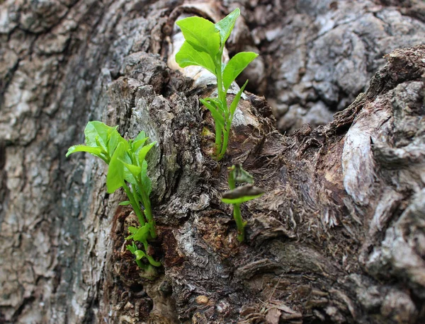Trä Groddar Tillväxt Genom Gamla Träd Bark Detaljerad Lagerfoto — Stockfoto