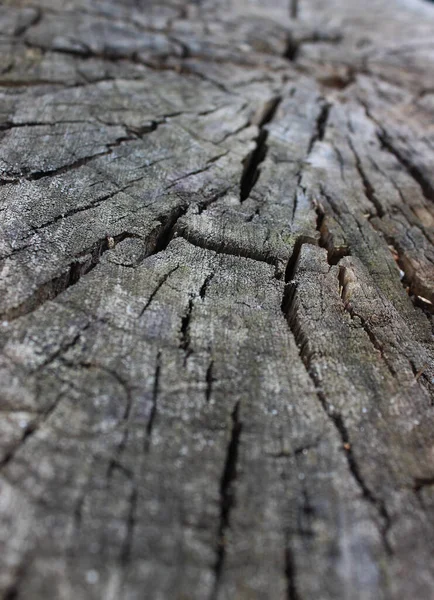 Cracked Texture Cut Dry Log Closeup Stock Photo Backgrounds — Stock Photo, Image