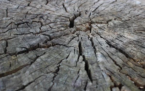 Pattern Cracks Cut Surface Wood Log Closeup Angle View — Stock Photo, Image
