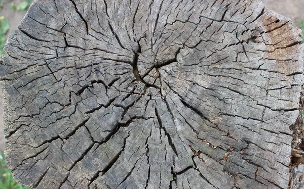 Surface Old Cracked Wood Stump Top View — Stock Photo, Image