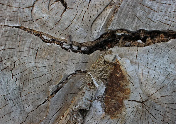 Textur Der Oberfläche Eines Gealterten Baumes Gespeichert Freien Archivfoto Für — Stockfoto