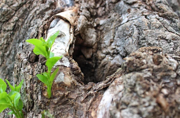 Brotos Verdes Rompem Raízes Moribundas Uma Árvore Envelhecida Close Ver — Fotografia de Stock