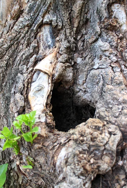 Hole in the old tree with ancient bark closeup view stock photo