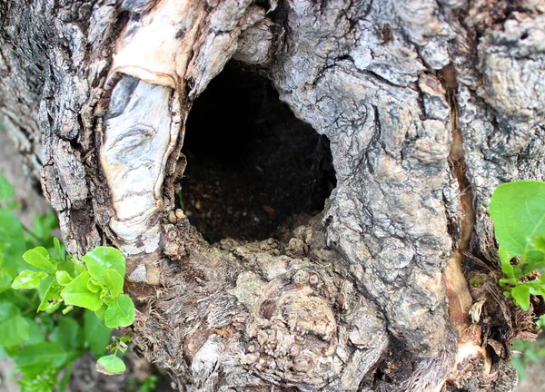Young Shoots Hollow Trunk Old Tree — Stock Photo, Image