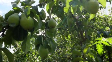 Meyve bahçesindeki bir ağaç dalında yeşil armut gelişimi 4K video