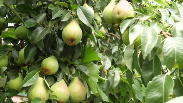 Bunch Ripening Yellow Green Pears Tree Branch — Stock Video