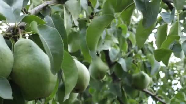 Wind Sways Branch Many Ripe Pears Background Orchard Video — Stock Video