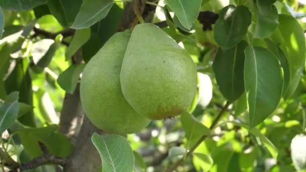 Two Fresh Juicy Pears Tree Branch Closeup Video Video Perry — Stock Video