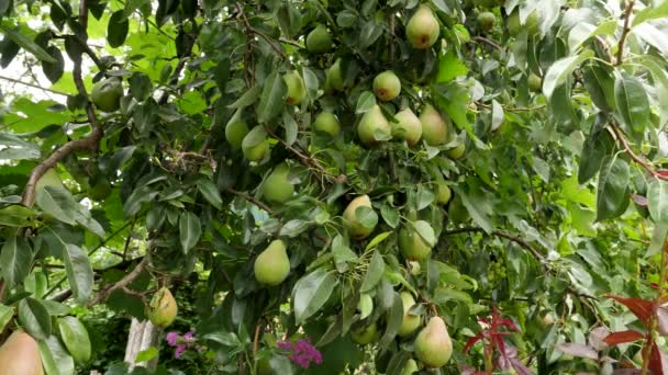 4K決断の庭のパノラマそして傾いたフッテージの木のブランチのパイプの梨のフルーツ — ストック動画