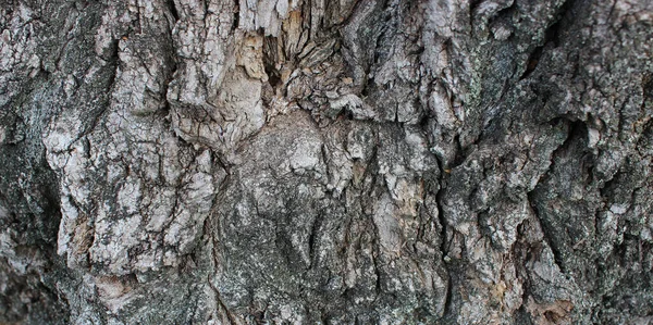 Panoramic Photo Rough Bark Ancient Tree Texture Backgrounds — Stock Photo, Image