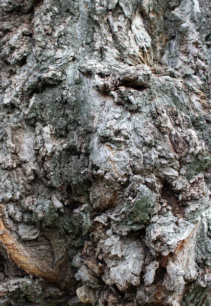 Cone Shaped Growths Tree Bark Trunk Very Old Tree Vertical — Stock Photo, Image
