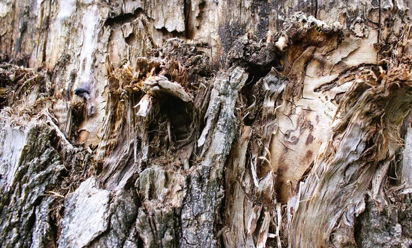 Abstract Pattern Aged Tree Trunk Closeup View Foto Stock — Fotografia de Stock